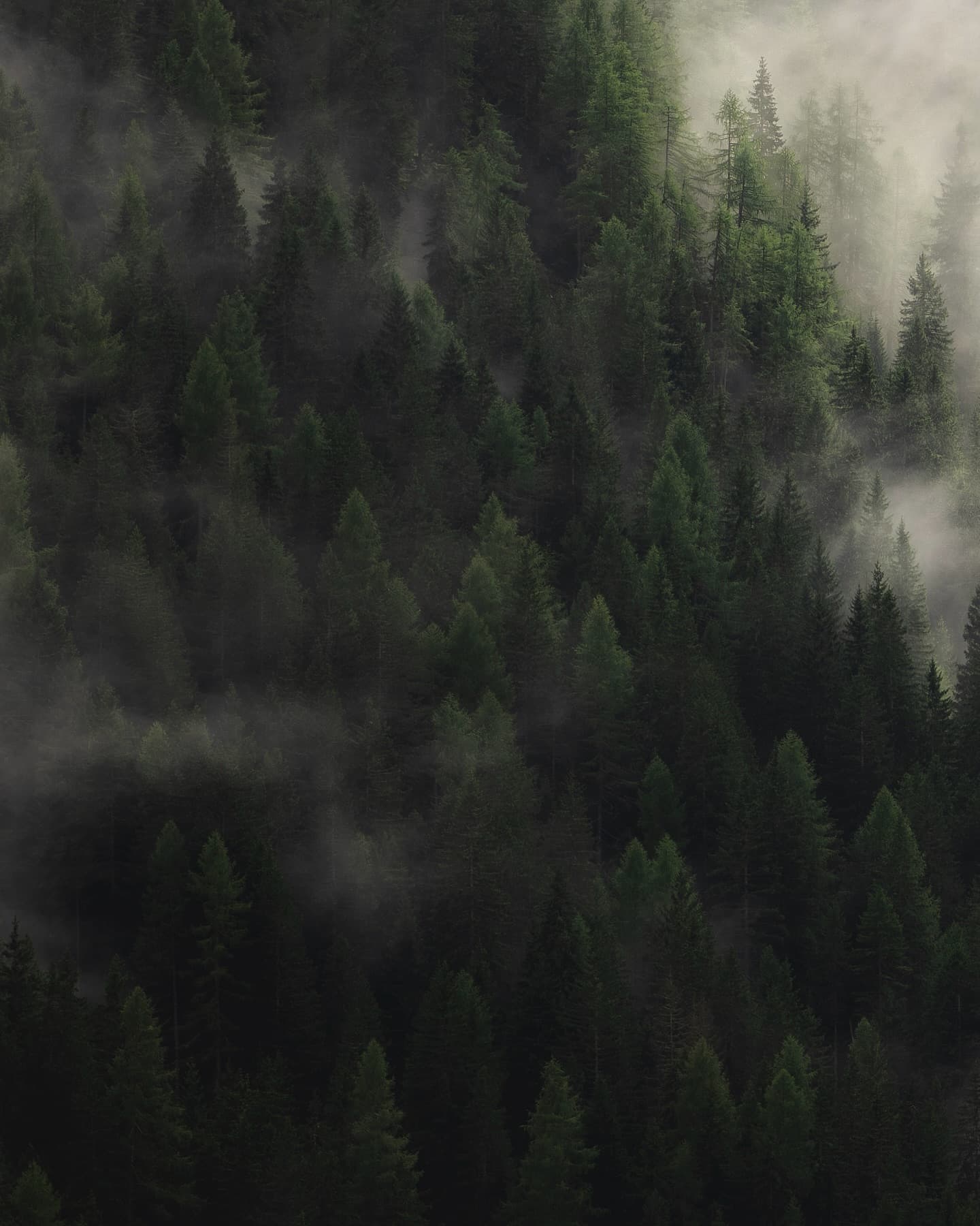 In the Trees